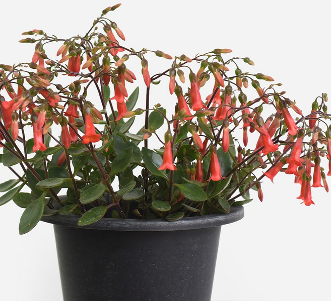 마이플랜트 엔젤 카랑코에 중형 야생화 꽃모종, 1개, 단일