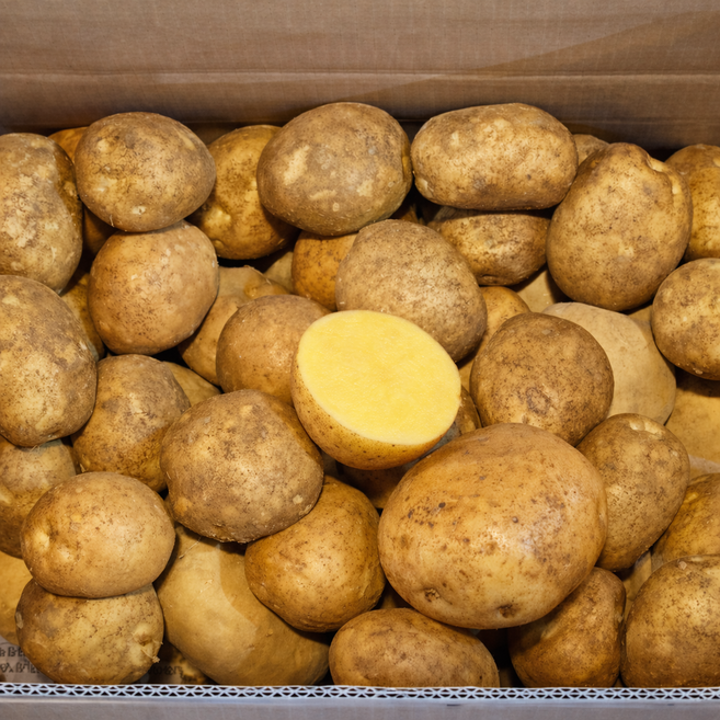 강원도 산지직송 수미감자 햇감자 분감자, 1개, 중자 1kg