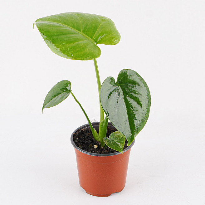 갑조네 몬스테라(소품) 실내 인테리어 공기정화식물, 몬스테라, 1개