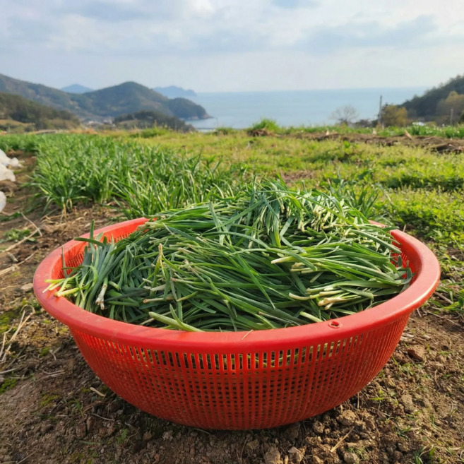 [다정한농산] 국내산 산지직송 남해 노지 부추, 1개, 500g