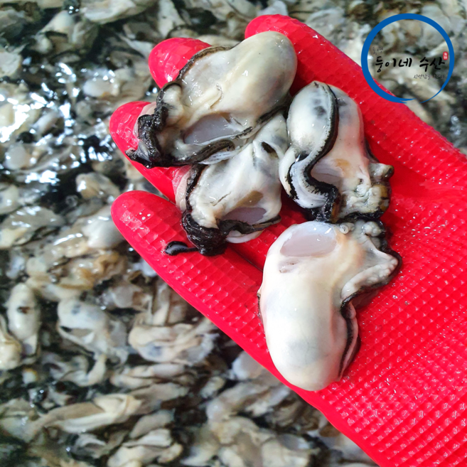 둥이네수산 최상급 통영 생굴 김장굴 대굴, 1개, 대굴 1kg