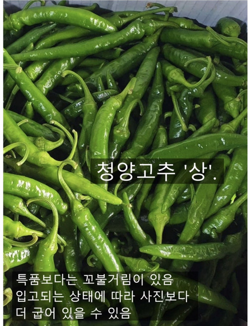 국내산 청양고추 땡초 매운고추 대량 식자재 5KG, '상'품, 1개