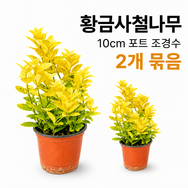 황금사철나무 묘목 생울타리 조경수 정원수 울타리목 노지월동, 2개, 식물