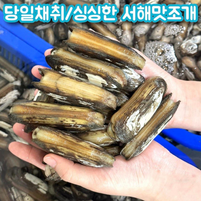 4위 - [서해바다수산] 서해갯벌 당일채취 서산 맛조개 1kg 1개