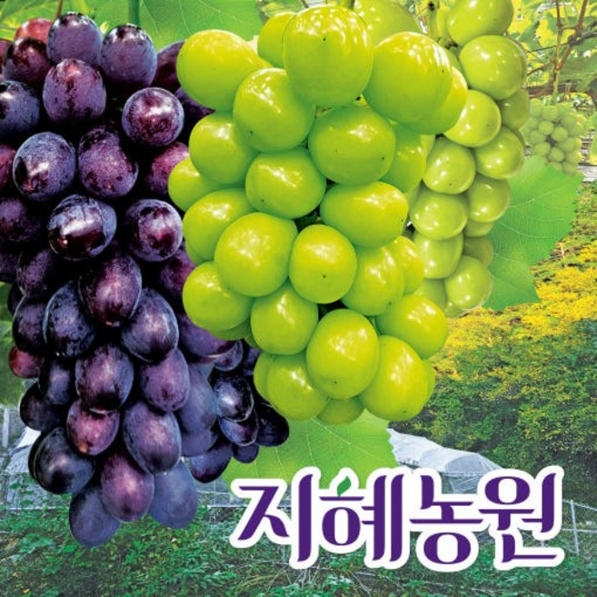 프리미엄 고당도 청송 샤인머스켓 블랙시들리스 2kg-4kg [농장직송] [원산지:국산(경상북도 청송군)], 1개, 샤인머스켓(프리미엄) 2.5kg