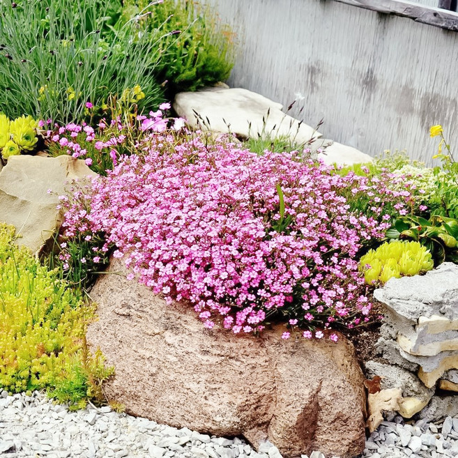 알프스안개꽃 2색 씨앗 600립 대포장 선택구매 노지월동 지피식물, 핑크  600립, 1개