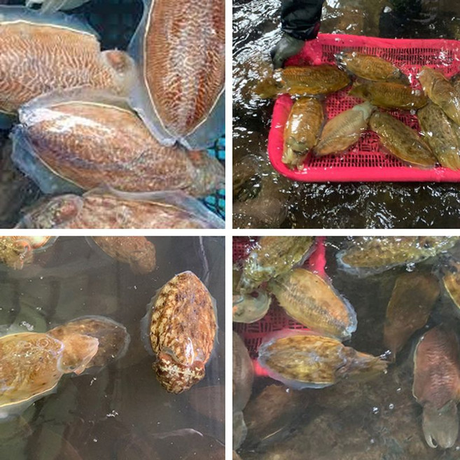 서천어부의 손질 갑오징어, 1개, 500g