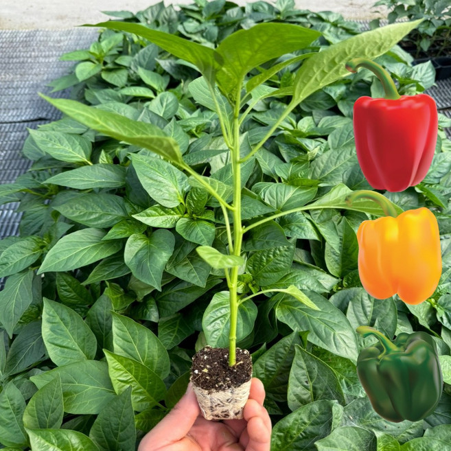 파프피카 모종 3종세트 빨강 노랑 초록, 6개