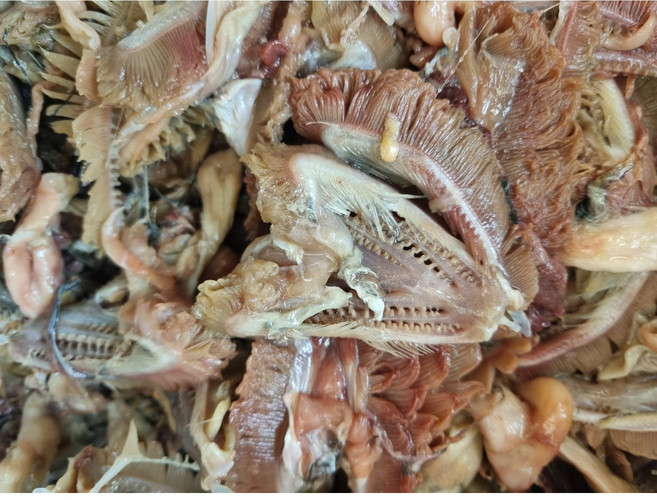 속초부부젓갈 생써거리 생아가미 명태아가미 1.5k내외, 1개, 1.5kg