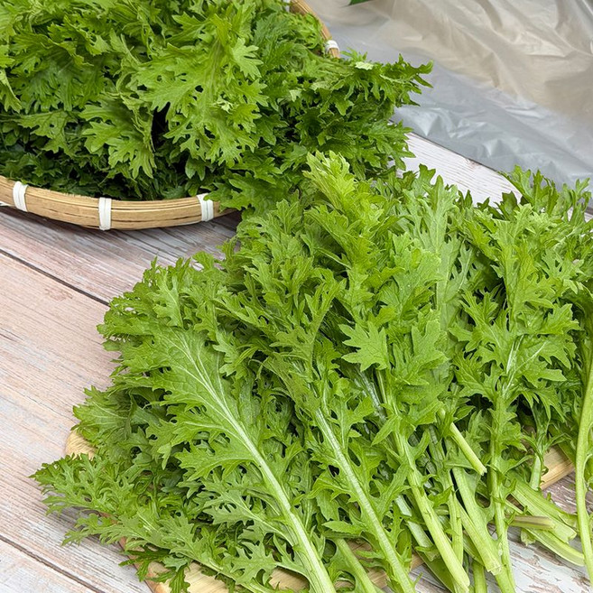 국내 첫 판매 와사비나 와사비 상추 고추냉이잎 쌈채소 당일수확, 1개, 200g