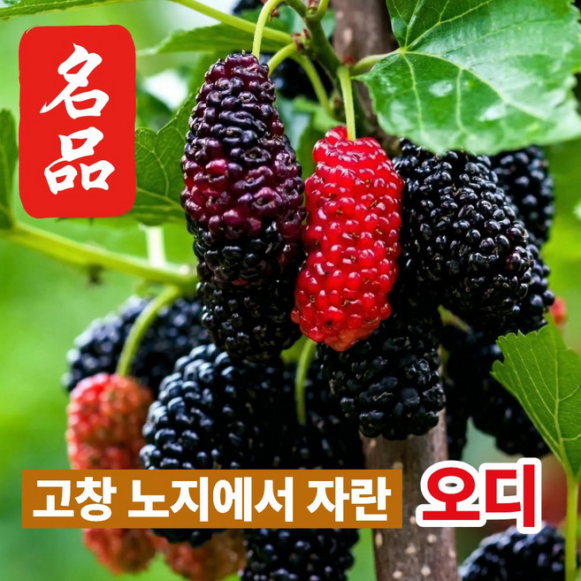 더맛곳간 과상2호 국산 고창 오디 냉동 뽕나무 열매 생과급냉 햇오디, 1개, 4kg 특품