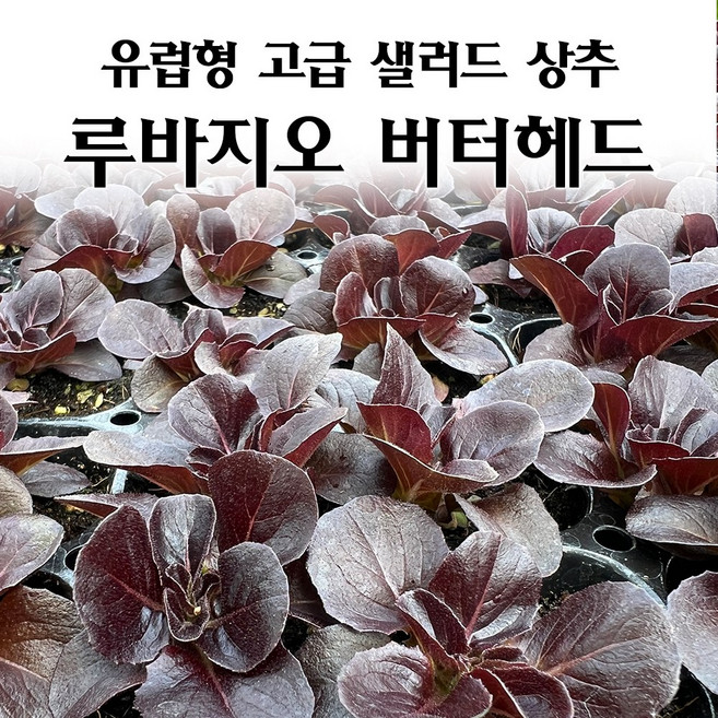 [모종심는아빠] 유럽형 고급 샐러드 상추 루바지오 버터헤드 모종, 6개