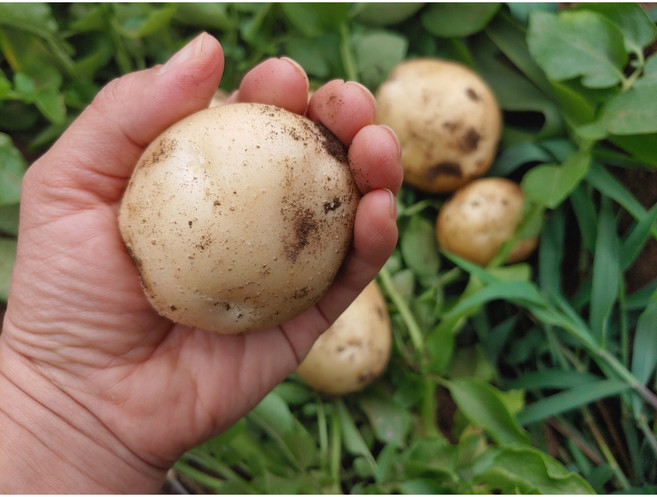 [유기농 감자] 경숙농원 오늘수확 강원도 수미감자 혼합포장, 1박스, 1kg