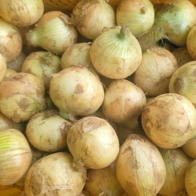 26년 국내산 햇양파 양파 최상품, 1박스, 3kg