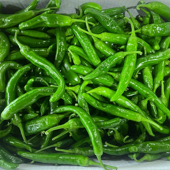 국내산 오이맛 아삭이 오이고추 상 5kg, 1개