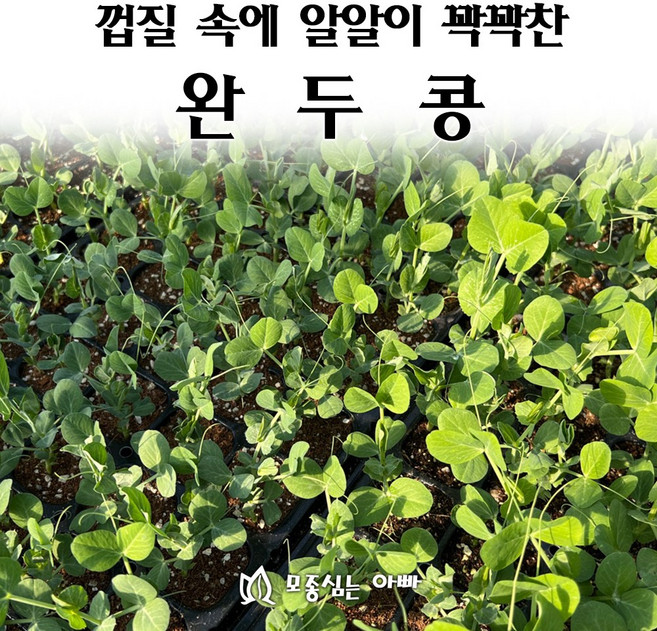 [모종심는아빠] 껍질속에 알알이 꽉들어 찬 완두콩 모종, 25개