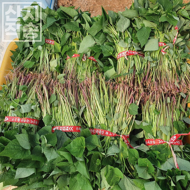 해남 고구마모종 꿀고구마모종 밤고구마모종 지정일배송 5kg 10kg 20kg, 1개, 밤고구마, 05월 15일(목)출발 16일(금)도착