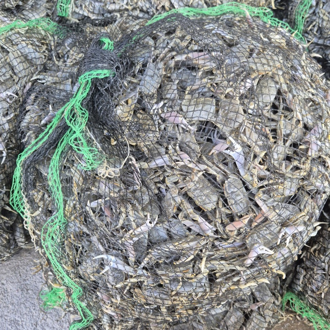 선주직송 칠게, 1박스, 생물 1kg