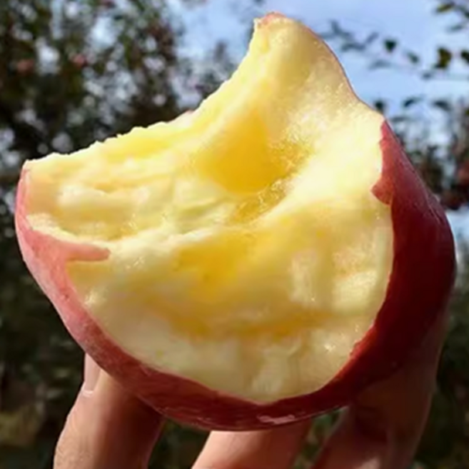 [단독특가] 마지막물량 고당도 부사 청송사과, 1개, 10kg