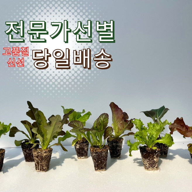 [샐러드+쌈용] 모종 묶음 세트 집에서 상추 키우기 주말농장 텃밭 세트 도시농업 미니 실내 베란다 화단 재배, 쌈용(꽃상추+적치커리+적겨자+케일), 16개