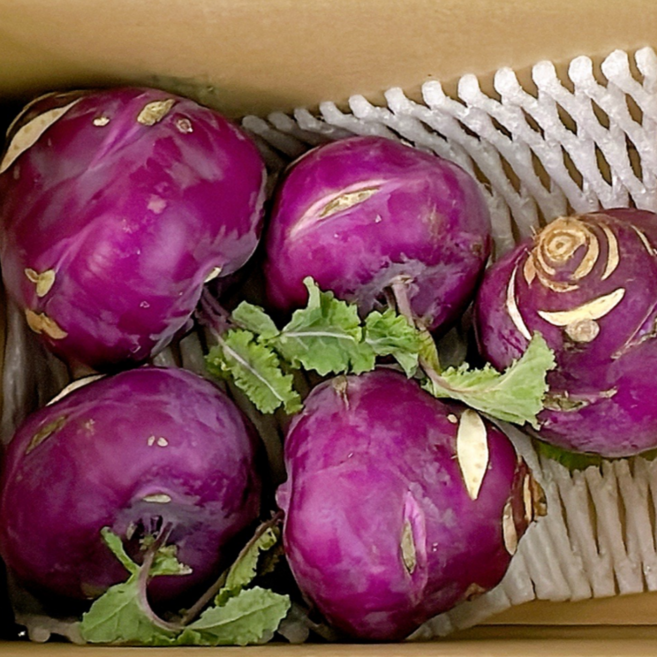 제주 콜라비 1kg 2kg 10kg산지직송 당일수확[원산지:국내산], 1박스, 10kg