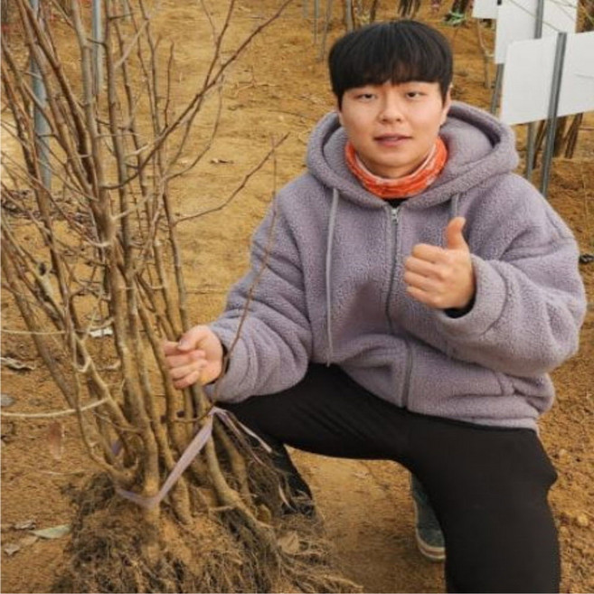 보리수나무 묘목 왕보리수 2년생 상묘 특묘 보리수묘목, 왕보리수 특묘