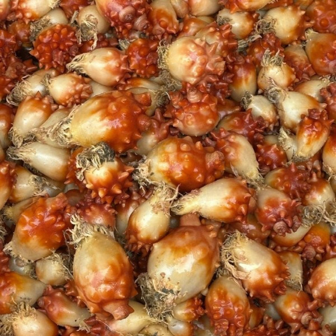 국내산 활 앵치멍게 4kg+2kg 총 6kg