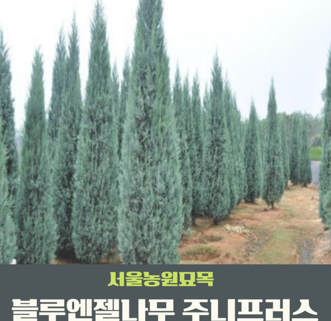 서울농원묘목/블루엔젤 나무 조경수 침엽수 120L포트묘 미측백 울타리용 관상수, 1개