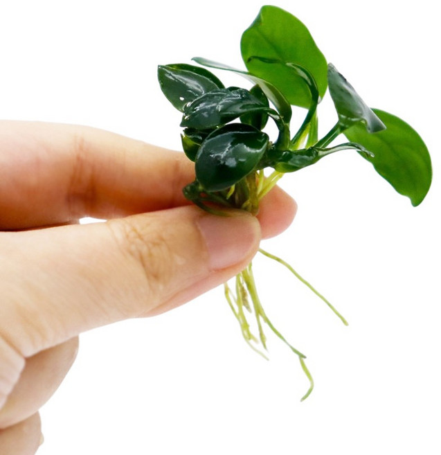 미미네아쿠아 음성활착수초 아누비아스 나나 1촉