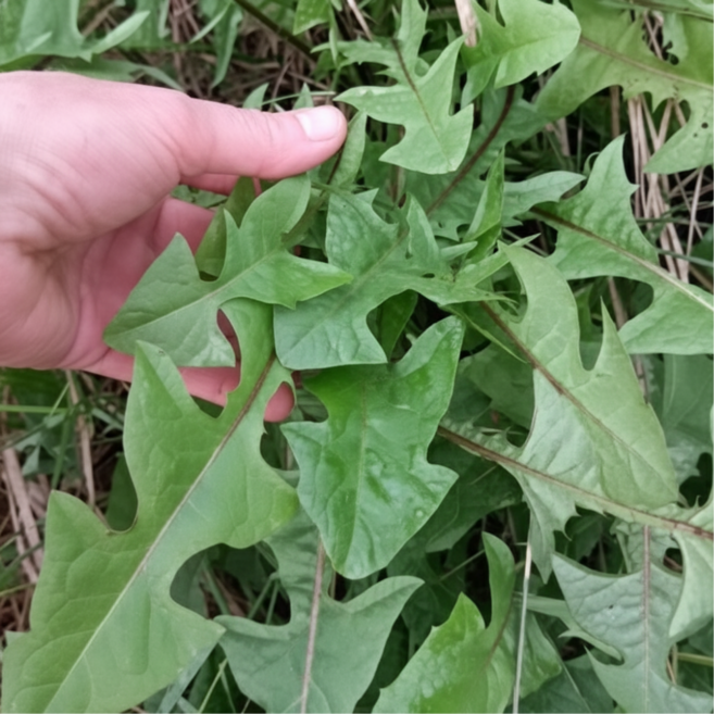 국산 생 민들레나물 잎 dandelion, 1박스, 500g