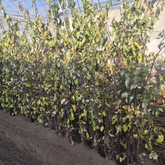 왕보리수나무 묘목 삽목2년생, 1개