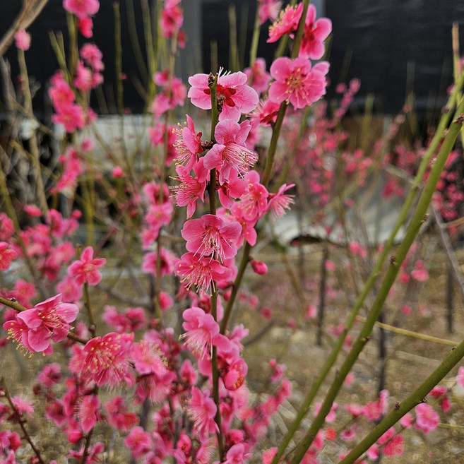 매실나무( 설중매) R3전후 (분묘) 개화주, 1개