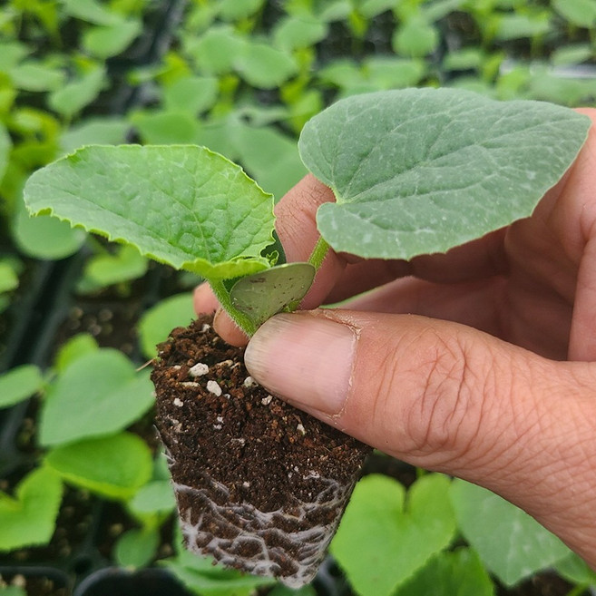 엄지농장 개구리참외 모종 텃밭 참외 키우기, 5개