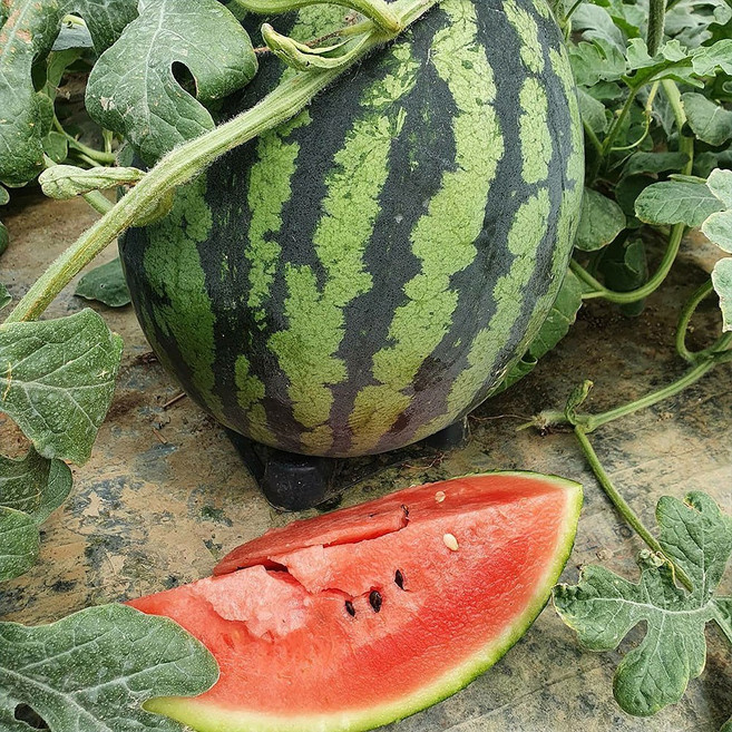 고령 함안 꿀 수박 여름수박 고창수박 고령 수박 한통 함안 수박 택배 맛있는수박, 1개, 8kg 정품