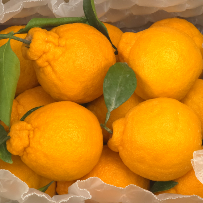 [특가세일] 당도특품 한라봉 고당도 선별, 1박스, 5kg 대과 (16과 내외)