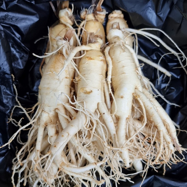 실속형 6년근 5년근 인삼 무료세척 다당체 풍부한 난발인삼 한보인삼사, 1세트