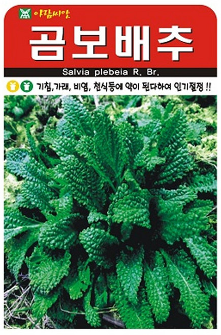 곰보배추 씨앗 배추 씨 종자, 3개