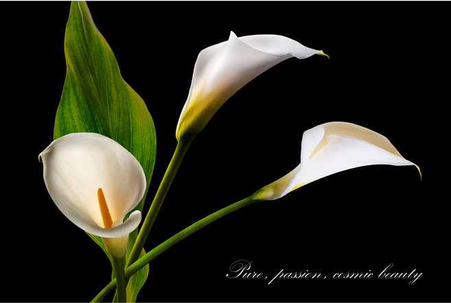 코나 주방아트보드 아트글라스 아트월 주방 셀프 벽면 인테리어 꾸미기 카라6, 1개