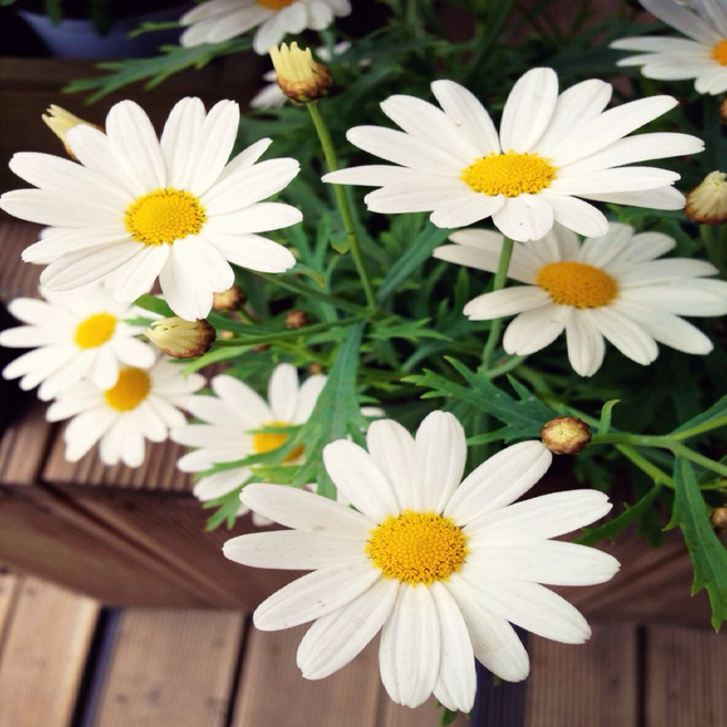 구절초 3치 포트 5본 세트 야생화나라, 흰색 구절초 3치포트 x 5본