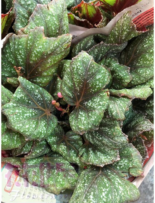 花花世界 觀葉植物 晨露海棠 5吋盆/高20-30cm, 1個