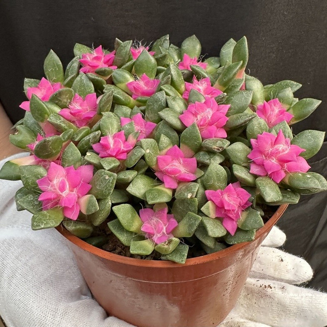 소담꽃농원 취설송 다육이 다유기 분홍 핑크취설송 선인장 화초식물, 1개, 핑크계열