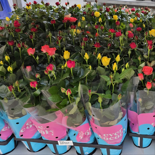 미니장미 사계장미 노지월동 꽃 남서울식물원, 1개, 단일