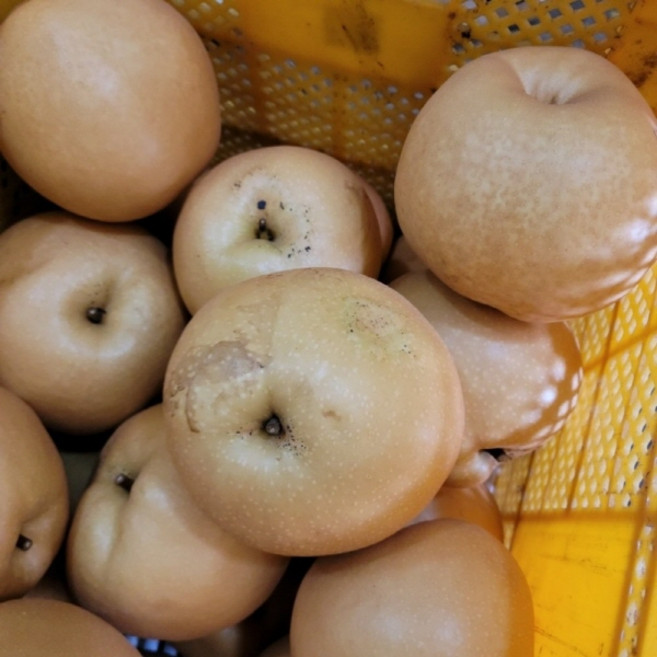 신고배 소과 달콤한 가정용 과일, 5kg, 1박스