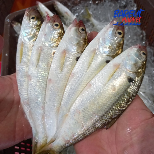 국내산 급냉 손질 구이용 전어 구이용 (10-20미), 1kg