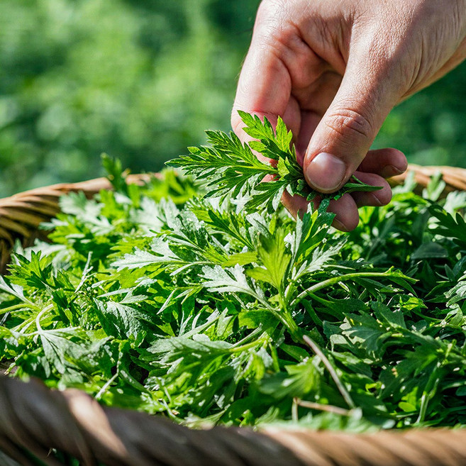 거문도 해풍쑥 어린 생쑥 향이 진한 프리미엄 제철쑥, 1개, 1kg