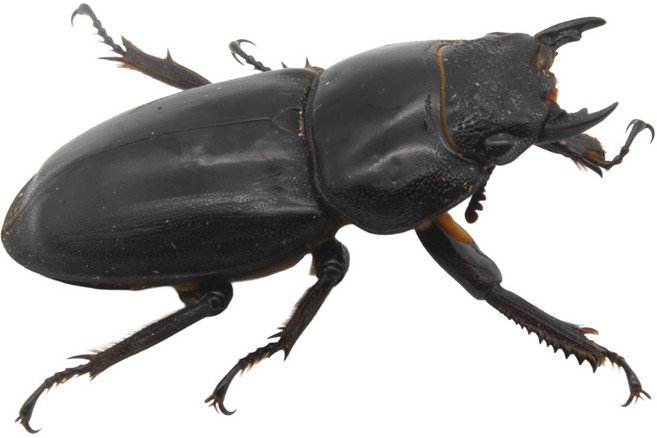 벅스앤미 넓적사슴벌레 암컷 중형 (30~33mm)