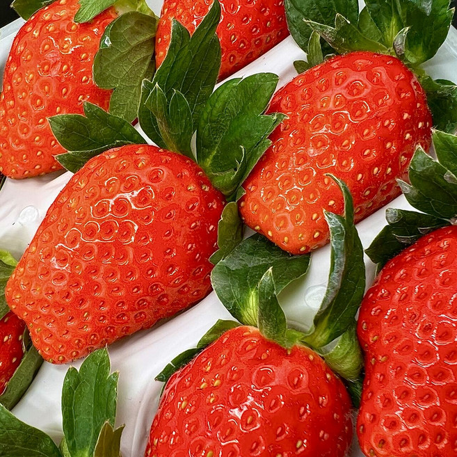 [2주한정판매] 첫수확특가 초고당도 과즙폭발 산지직송 설향딸기, 1개, 350g (특과) 15과수내외