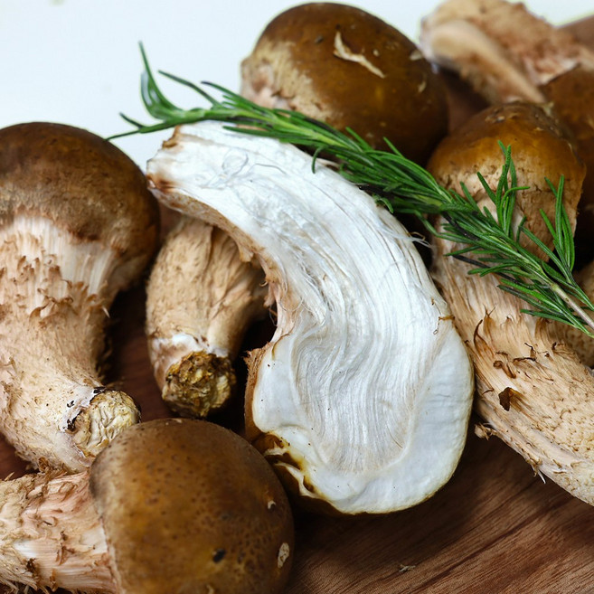 찐신선 국내산 무농약 산지직송 참송이버섯, 1개, 최고급 참송이버섯 (일반) 1kg