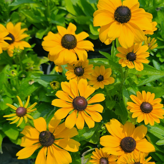 루드베키아 10주 노지월동 모종 숙근 야생화 여름꽃 화단꾸미기, 1개