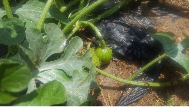 접목 애플수박 모종 1주 [청주명품모종백화점 티움],애플수박모종, 1개